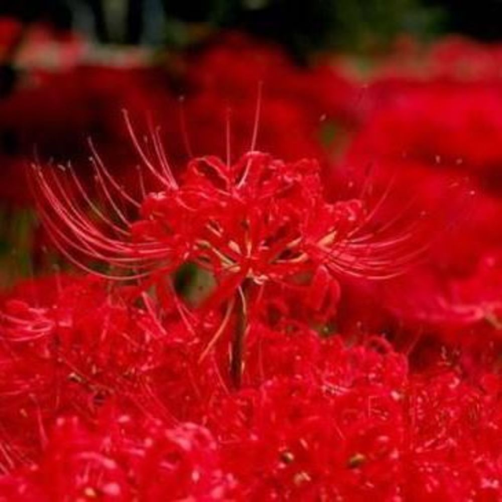 Meet your Posher, Qiuyue